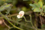 Sticky jointvetch